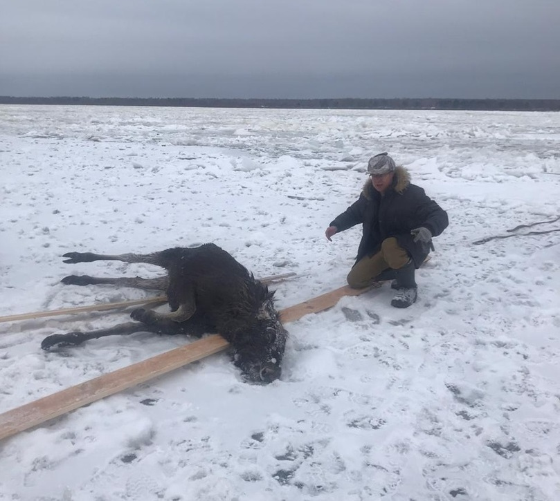 нижегородцы спасли тонущего лося
