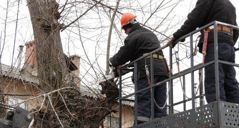 В Дзержинске началась масштабная работа по кронированию и вырубке сухих деревьев