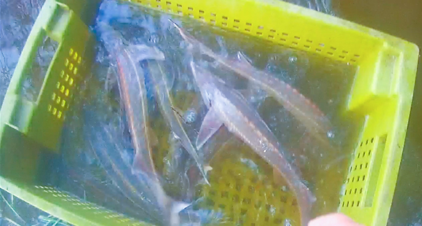 В Нижегородской области пресечена незаконная ловля краснокнижной рыбы