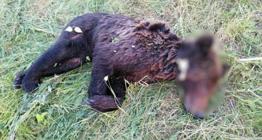 Бывший чиновник из Нижегородской области приговорен за убийство медведя