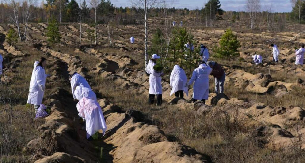 В Дзержинске высадили 8000 сосен