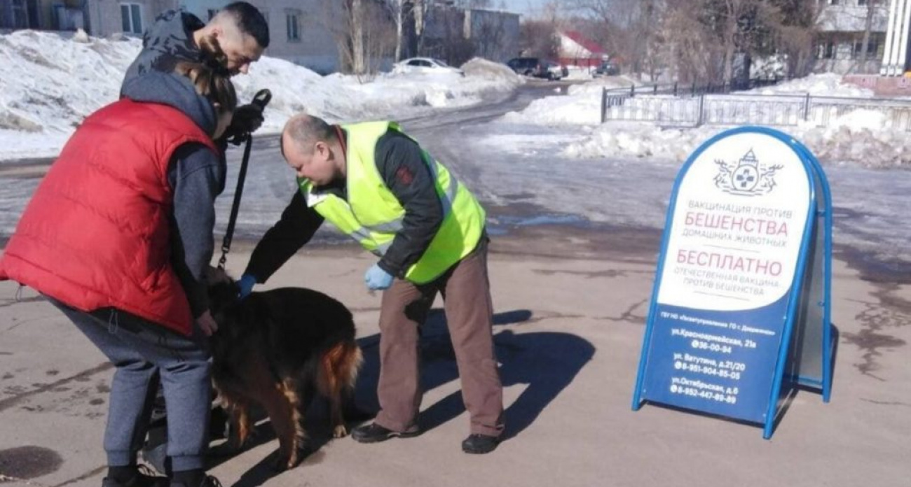 В посёлках Дзержинска пройдёт бесплатная вакцинация животных от бешенства