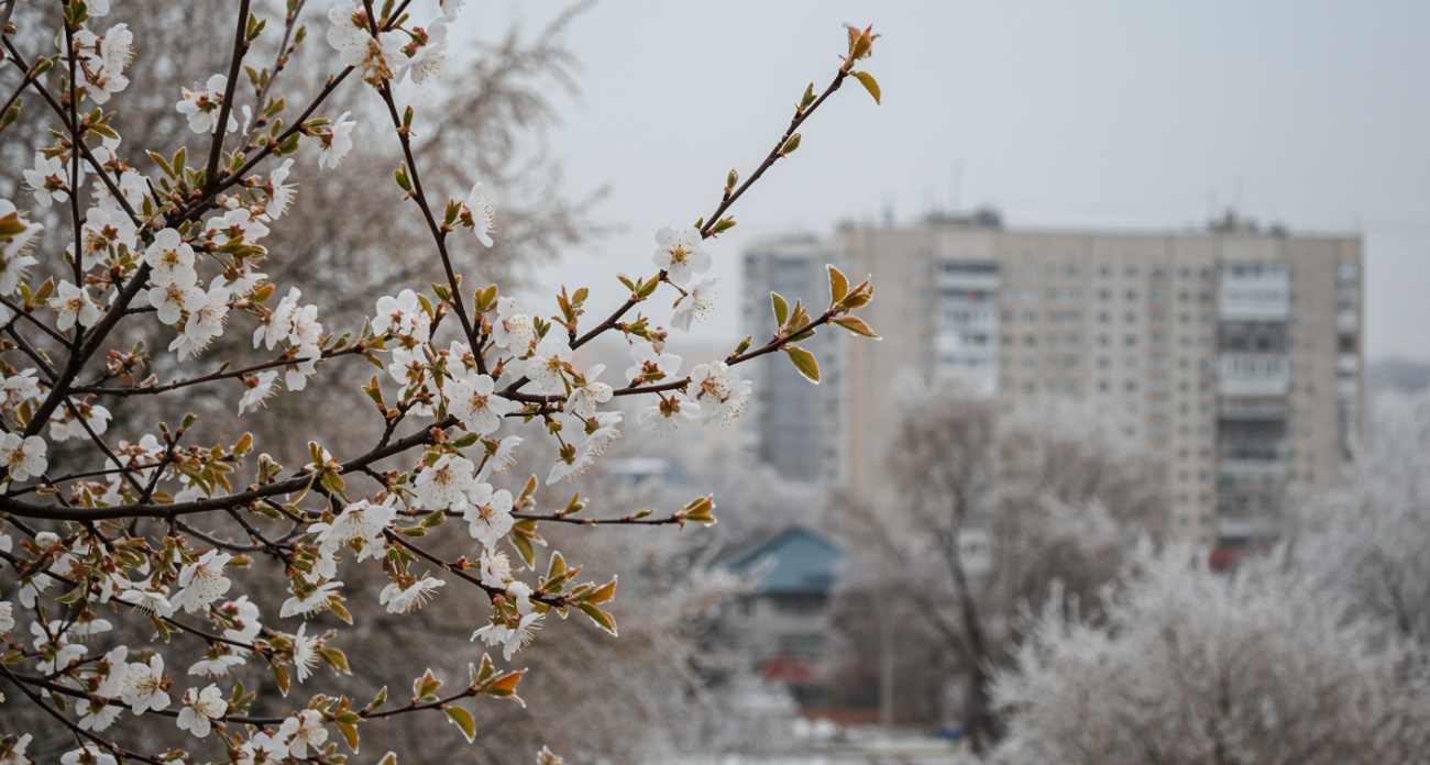 В Нижегородской области ожидаются заморозки на фоне цветения черемухи