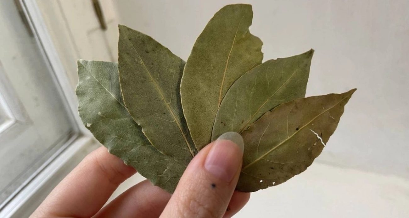 Лавровый лист смешиваю с солью — весь июнь не нарадуюсь своей находке: полезный лайфхак для всех домохозяек