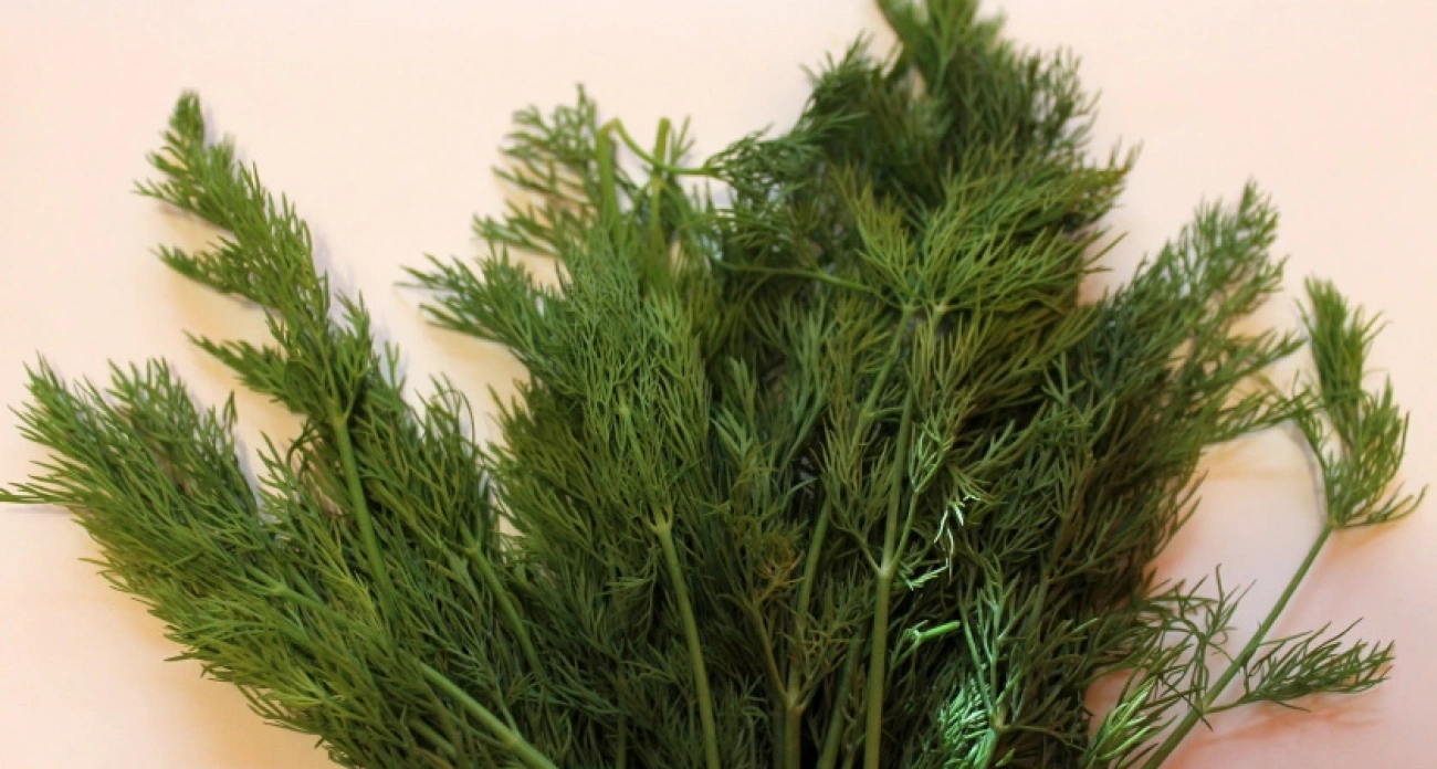 Нужно ли мыть укроп и зелень. Запомните раз и навсегда