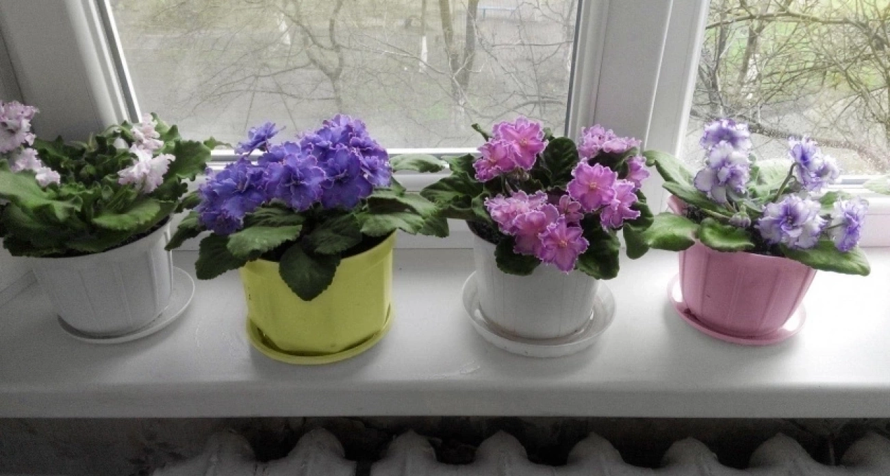 Поливаю этим в июле — и фиалка становится неотразимой: цветёт так, словно на выставку готовится — бутонизация будет эталонной