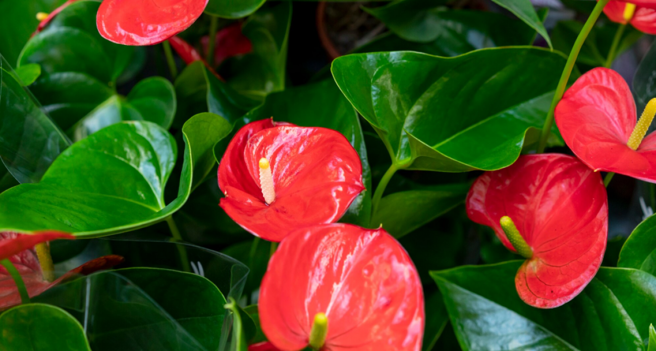 2 таблетки в воду — и даже самый хилый антуриум превратится в цветущий рай: секрет, который скрывают опытные цветоводы