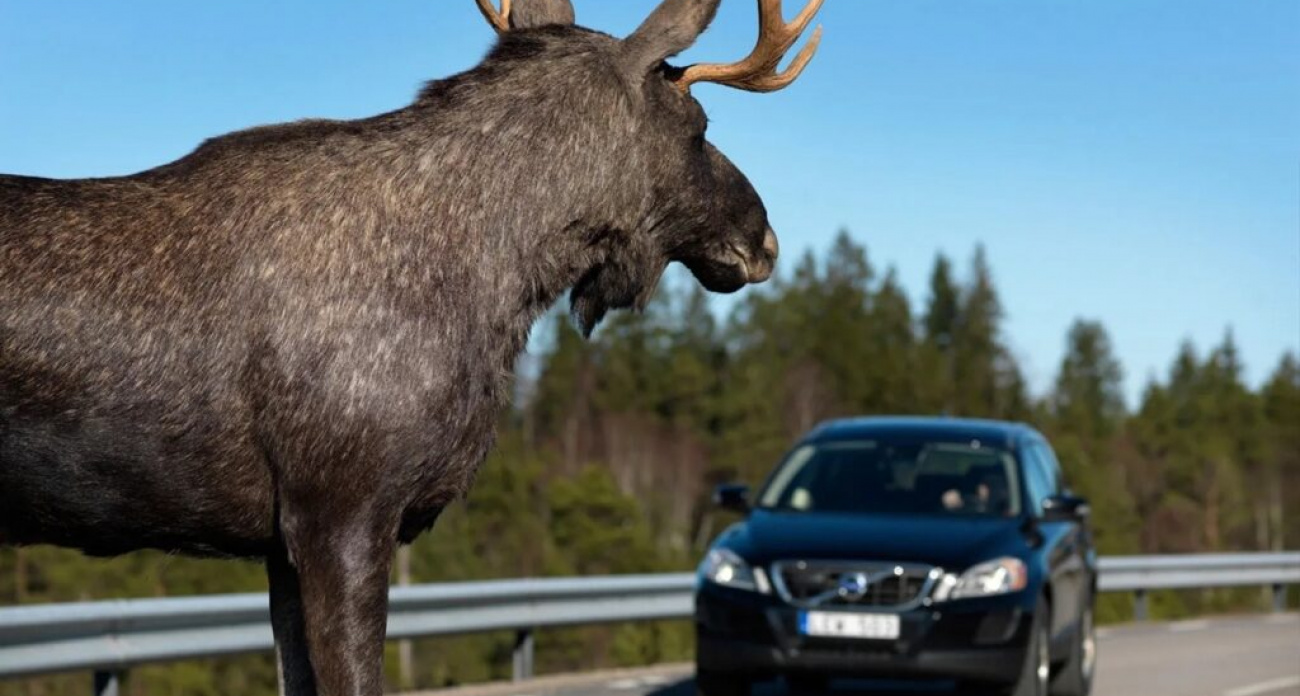 ГИБДД Дзержинска предупреждает: лоси ходят группами и их привлекают фары автомобилей