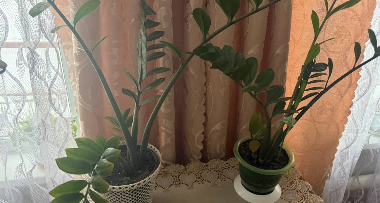 Почему замиокулькас умирает в первый месяц: тайна, которую скрывают продавцы цветочных магазинов