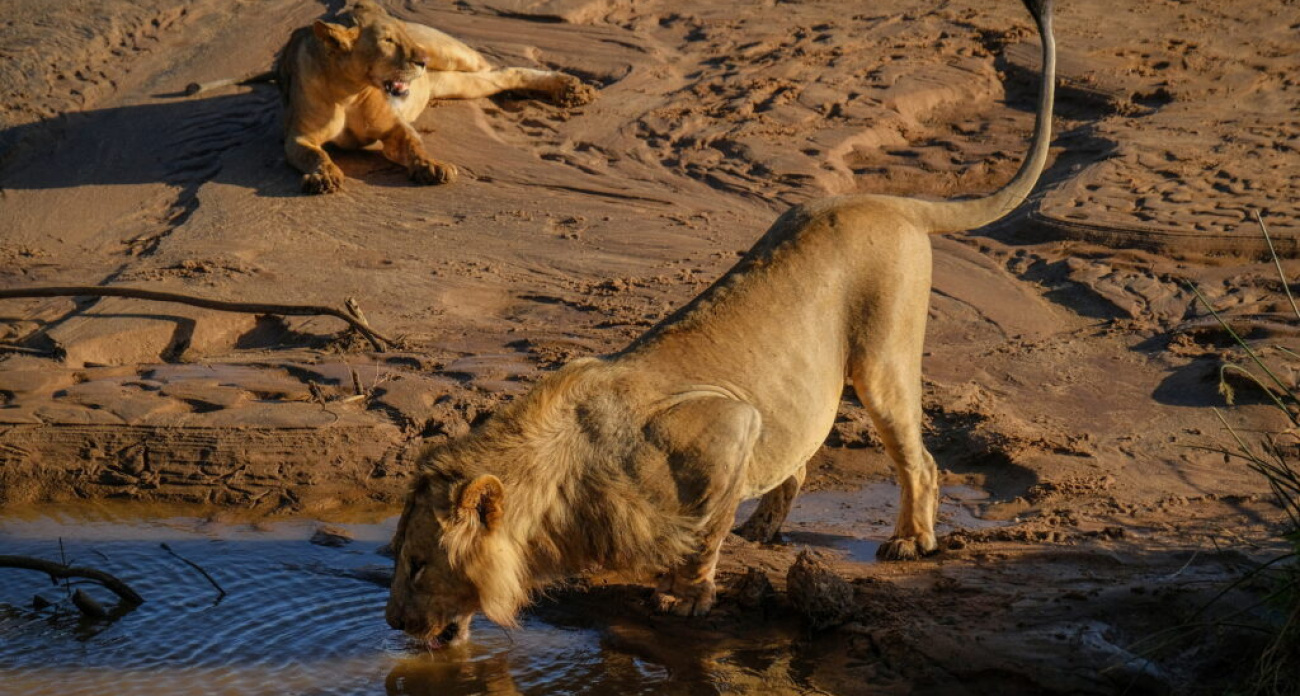 "Кения из окна микроавтобуса": 70-летний дзержинский фотограф показывает диких зверей и людей