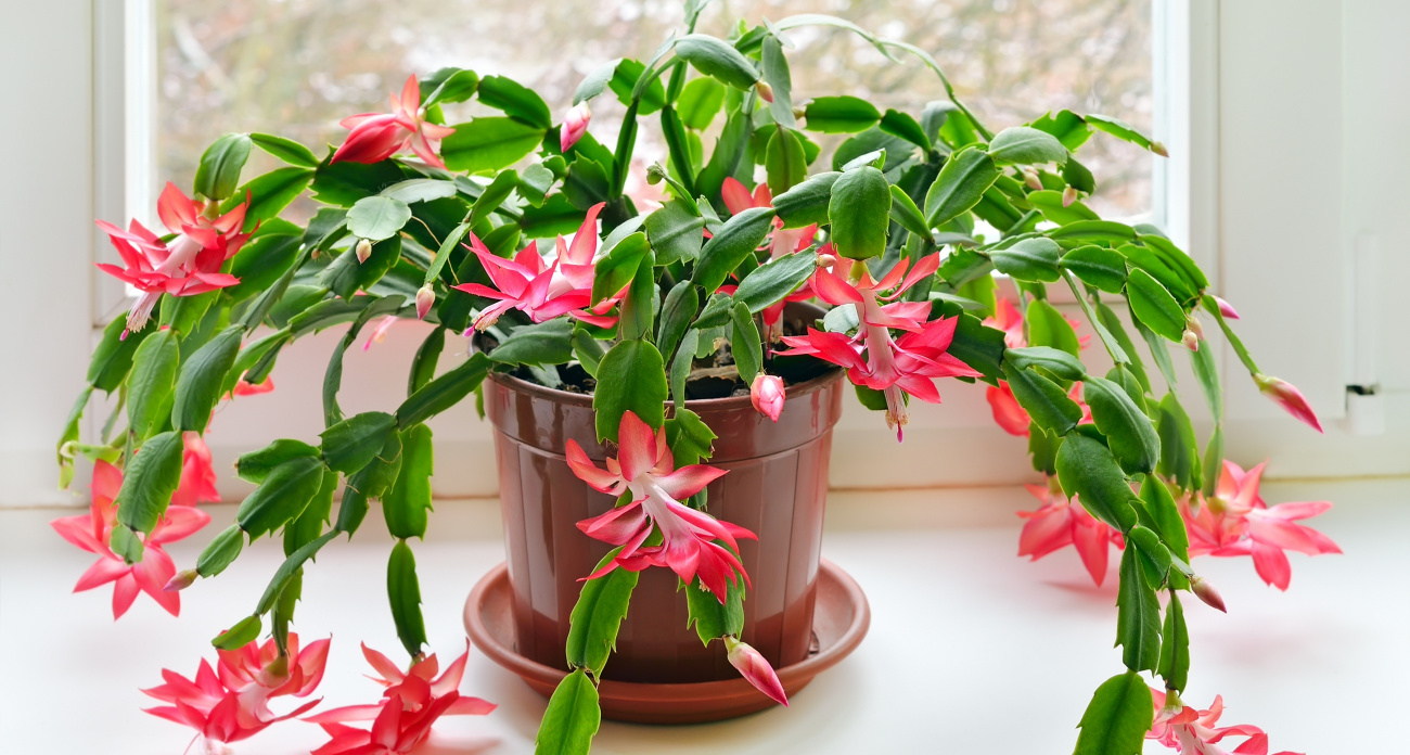 1 ст. л. на 1 л. воды — и декабрист цветет постоянно: шлюмбергера одарит мощными бутонами.