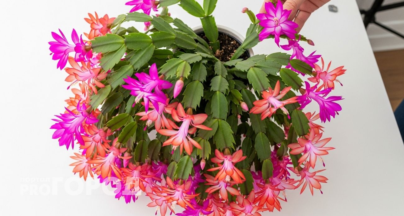 Биолог раскрыла секрет пышного цветения декабриста: копеечный порошок превращает шлюмбергеру в цветущий водопад