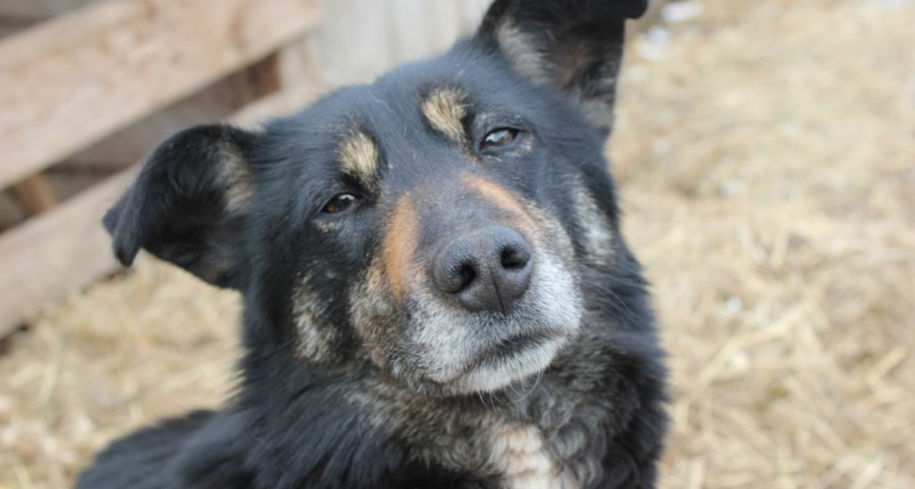 Дзержинцы обязаны зарегистрировать всех собак старше 3 месяцев с микрочипом