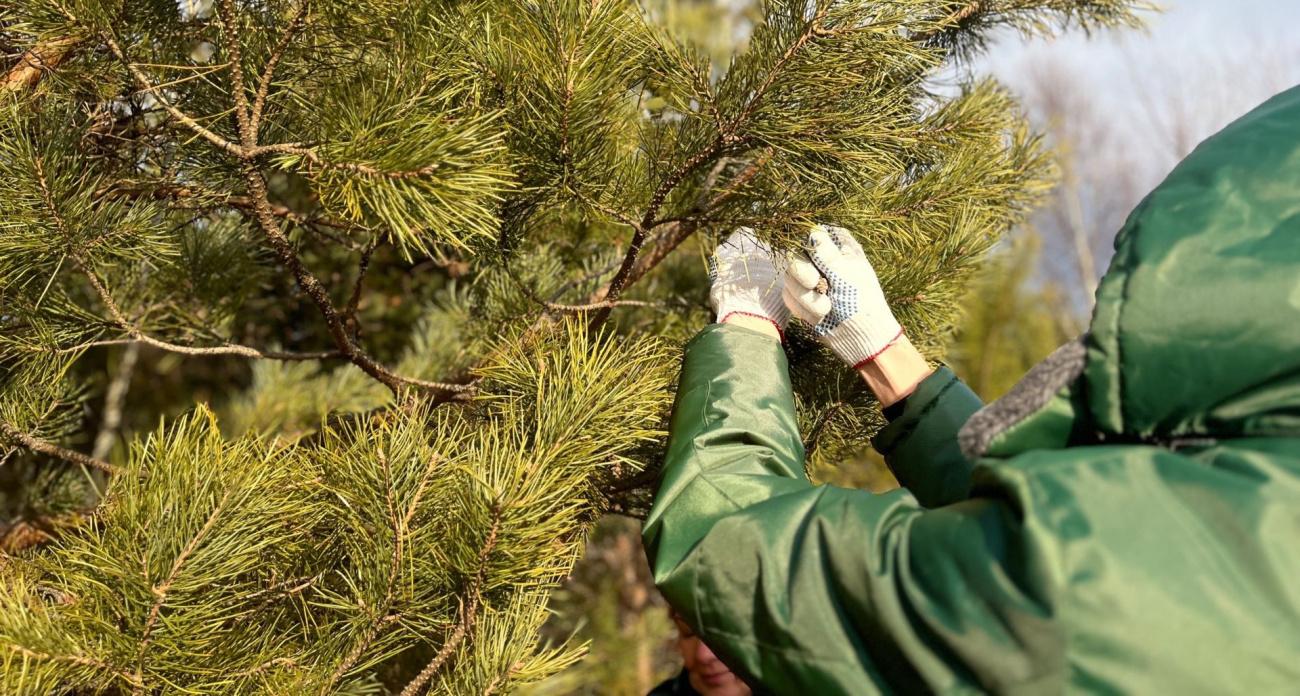 В Нижегородской области начали сбор шишек для восстановления лесов