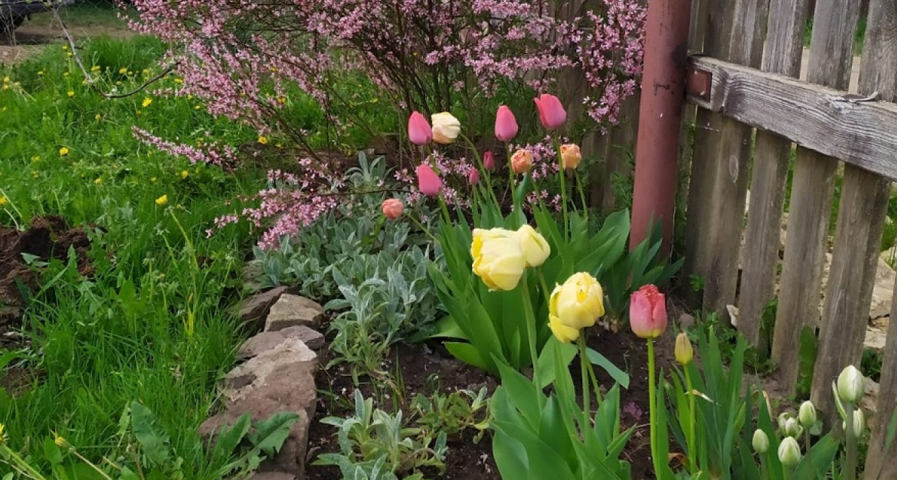 Один цветок превратит дачу в зависть соседям: посадите в феврале, любуйтесь всё лето