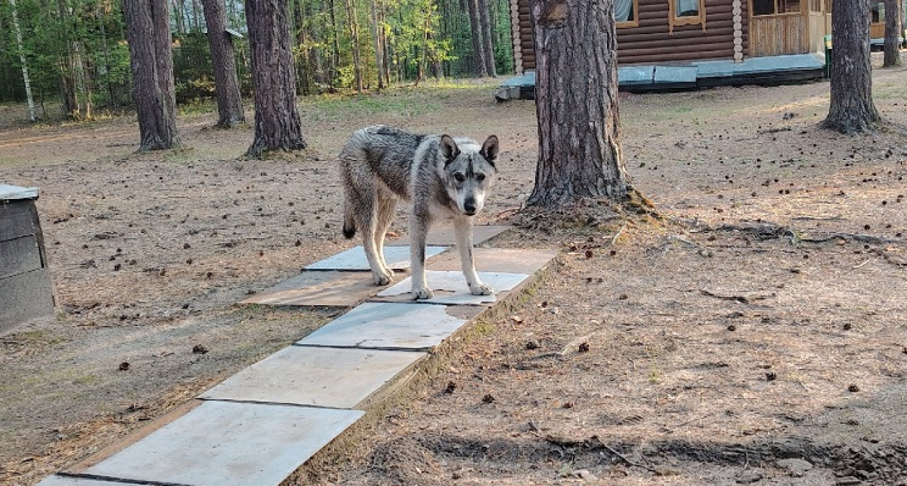7 пород собак, способных одолеть волка в схватке - бесстрашные защитники