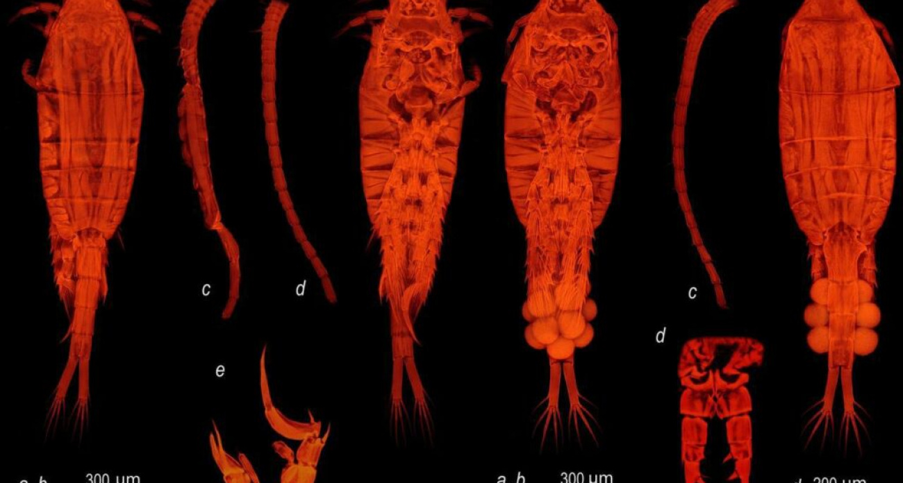 Испанский рачок создал новую популяцию в нижегородском озере Святом