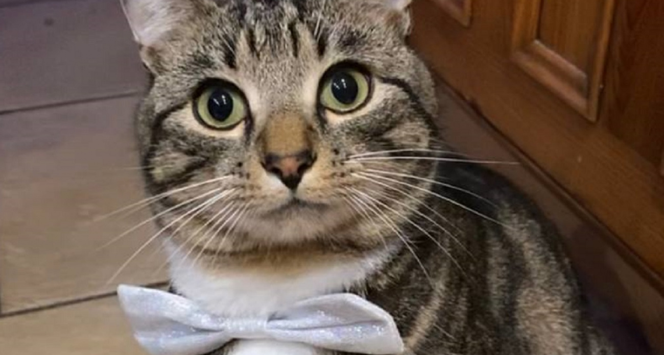 Что кошки боятся намного больше, чем воды