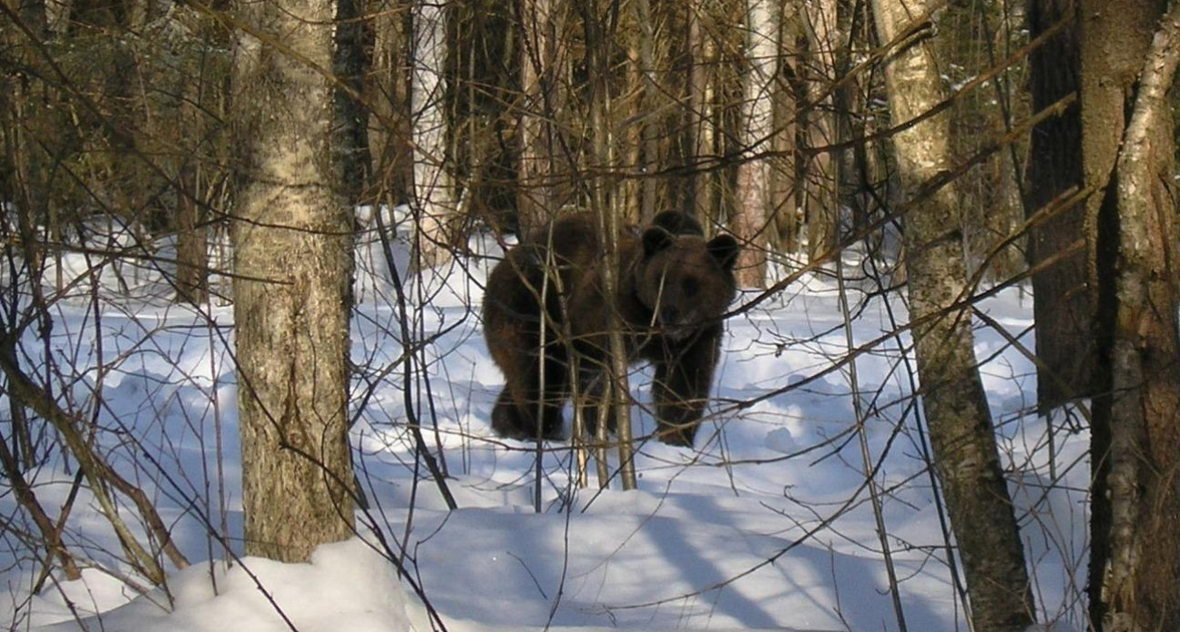 В Нижегородской области запретили охоту на медведей до 21 марта