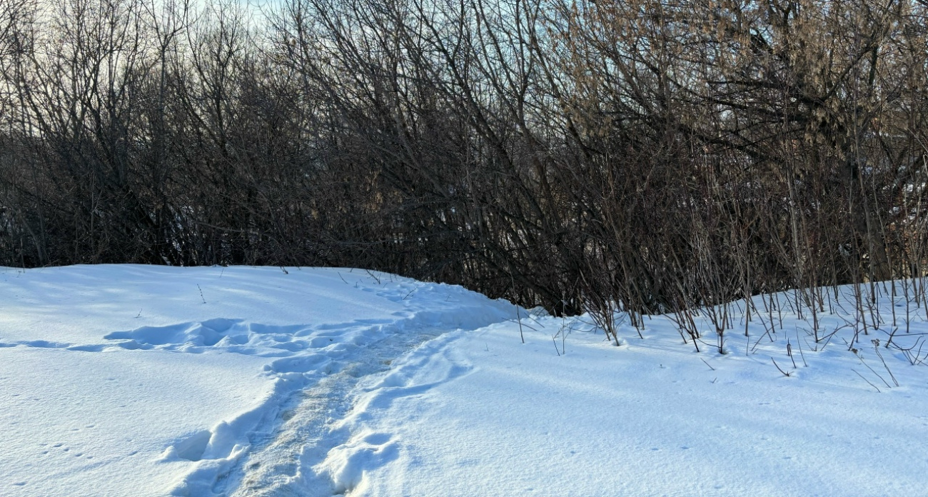 В Нижегородской области закрылся сезон охоты на лося