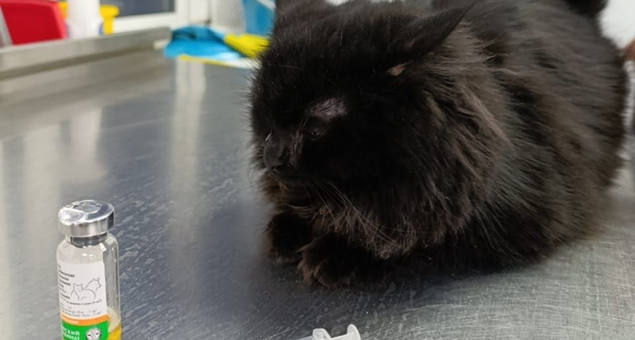 Дзержинск: бесплатная вакцинация от бешенства спасет жизни питомцев и их хозяев