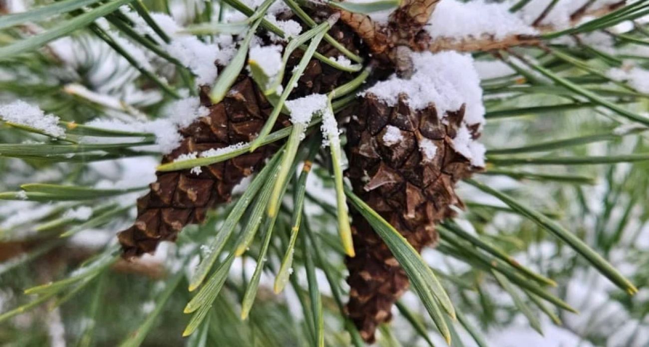 В Нижегородской области заготовили 30 тонн шишек для восстановления лесов