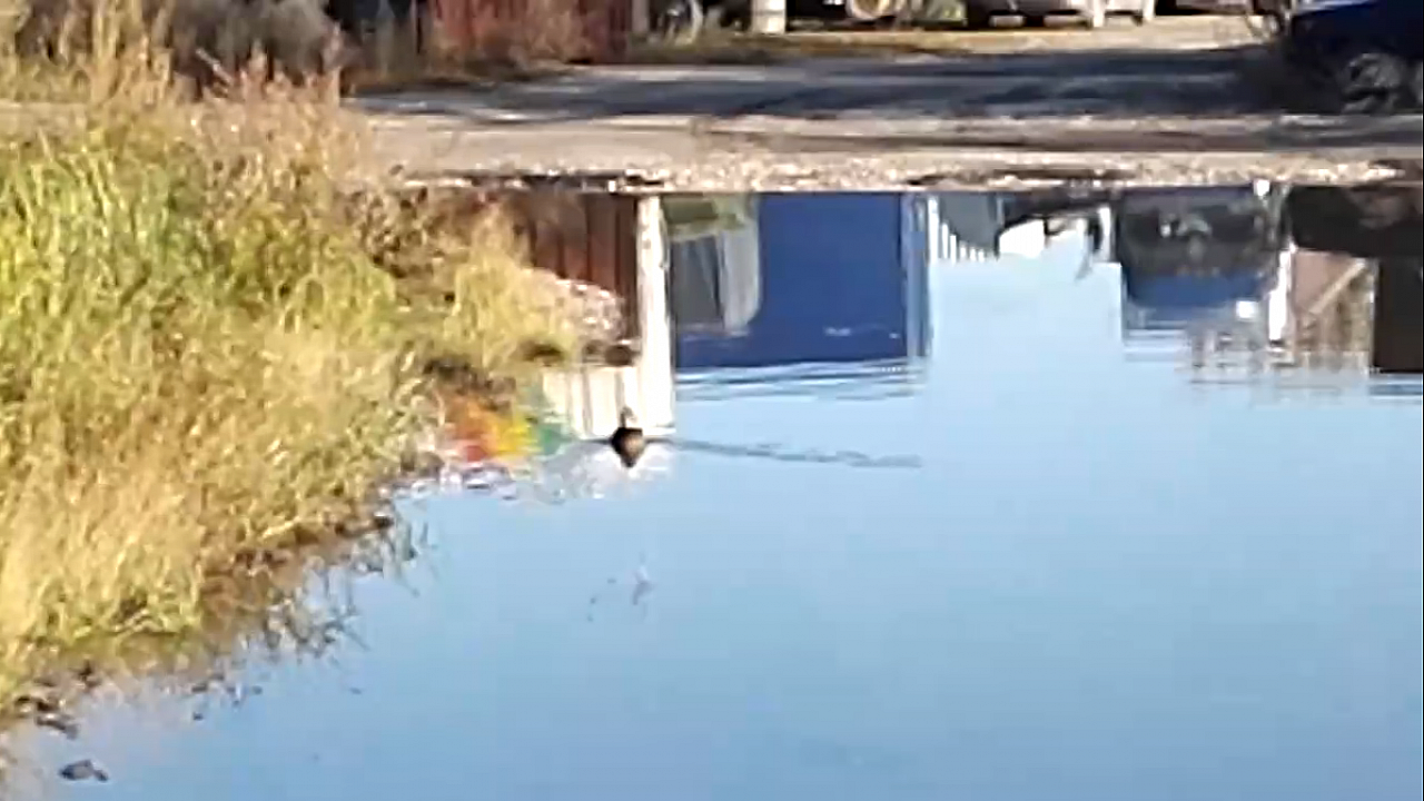Жители Дзержинска в одном из районов обнаружили еще одно утиное озеро (ВИДЕО)