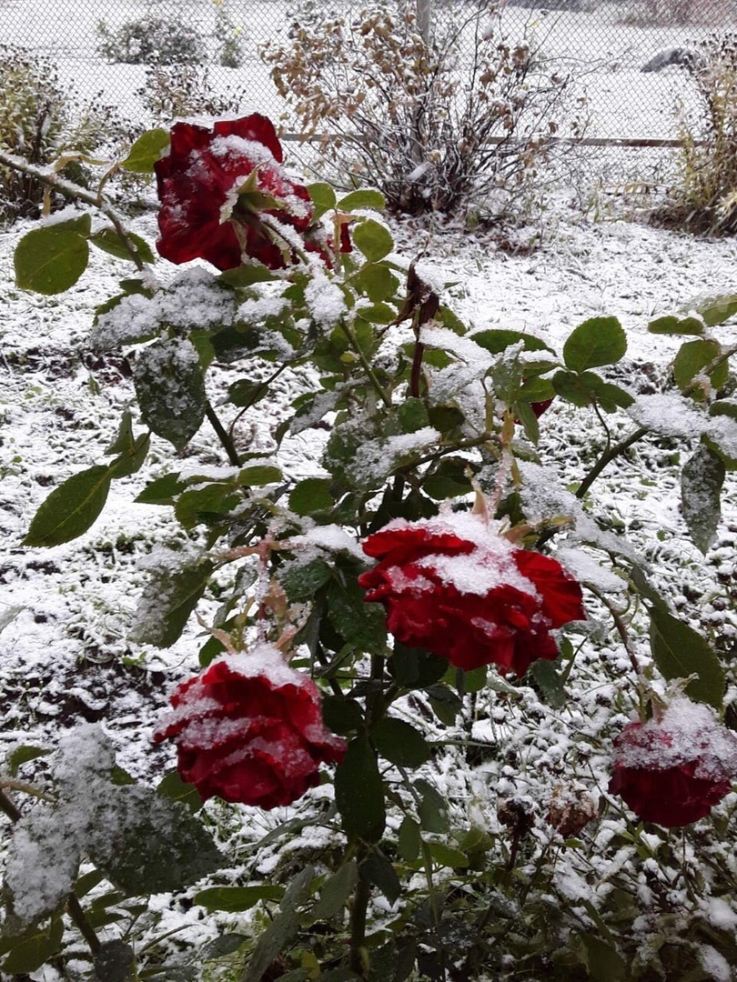 Снег и заморозки придут в Нижегородскую область на этой неделе