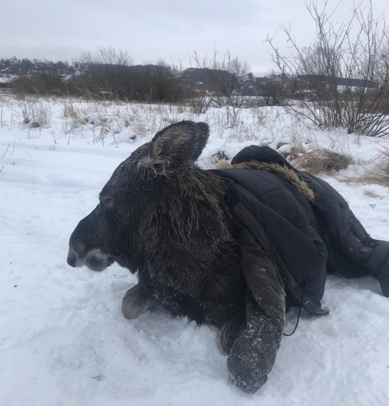 Лося, провалившегося под лед на Волге, спасли в Нижегородской области (ФОТО, ВИДЕО)