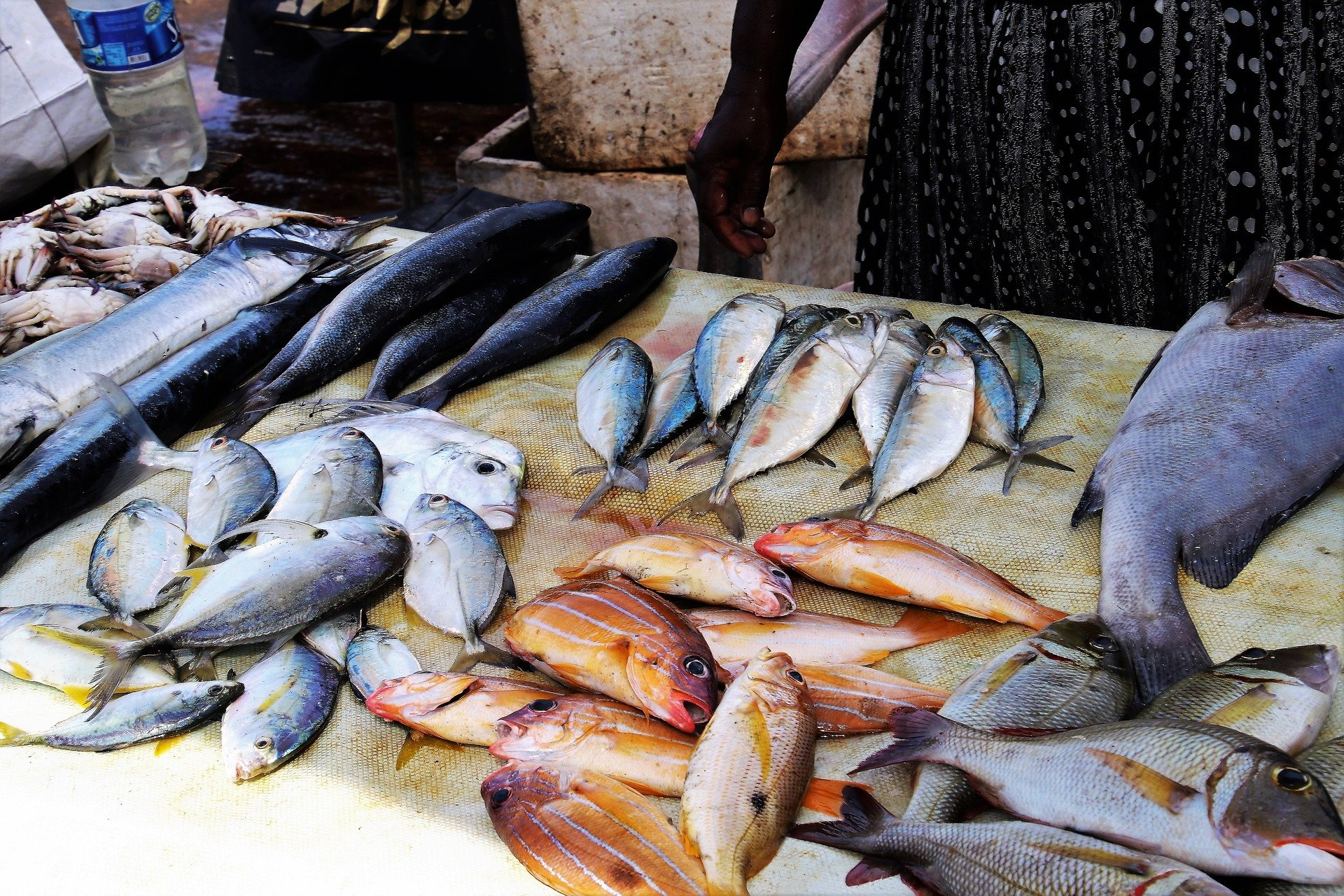 Рыбоводное хозяйство на месте песчаного карьера появится в Нижегородской области