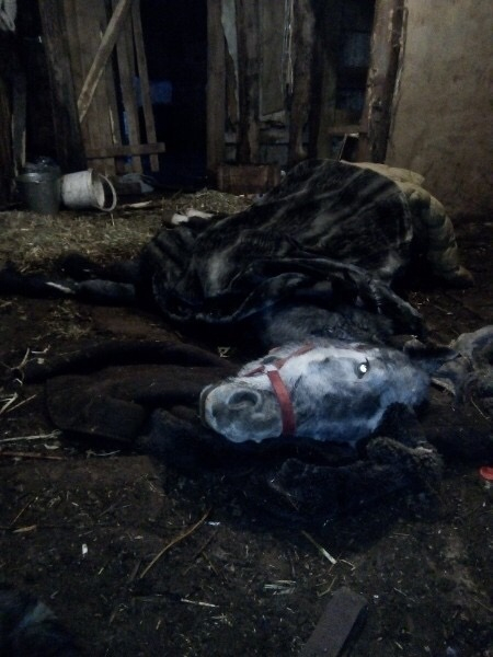 Словно в фильм ужасов попали: в Дзержинске обнаружили жуткую конюшню (ФОТО)