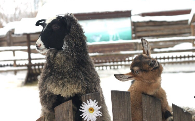 Животных из контактного зоопарка Дзержинска раздают в добрые руки