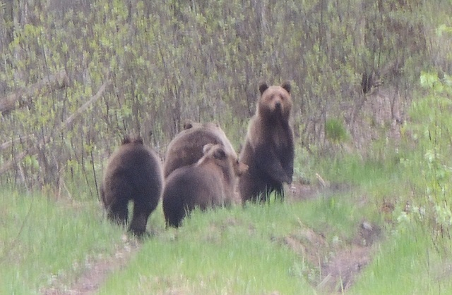 Семейство медведей вышло к людям на территории Керженского заповедника(Видео)
