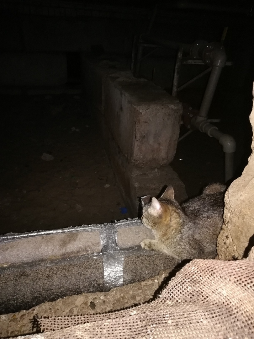 В Дзержинске зоозащитники обнаружили 7 трупов кошек