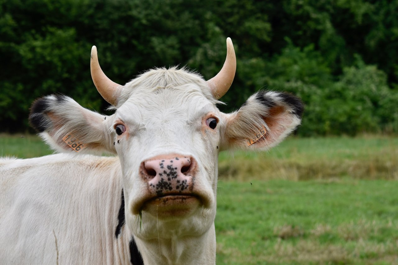 В Нижегородской области выявили бешенство у коровы