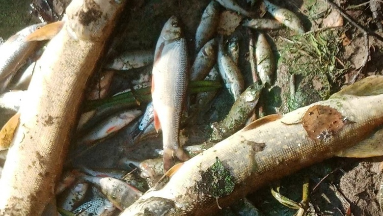 Рыба массово погибла в реке в Нижегородской области