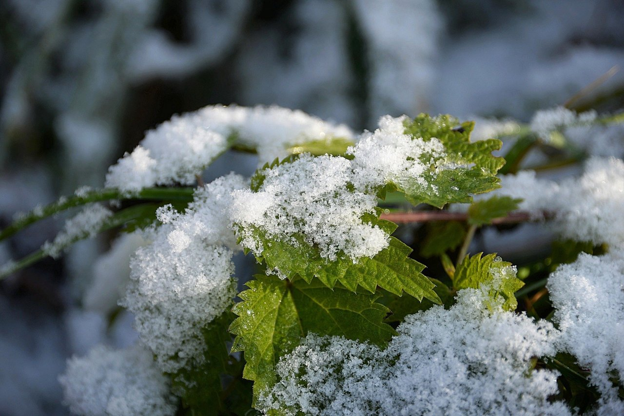 Прогноз синоптиков: когда в Нижегородской области пойдет первый снег