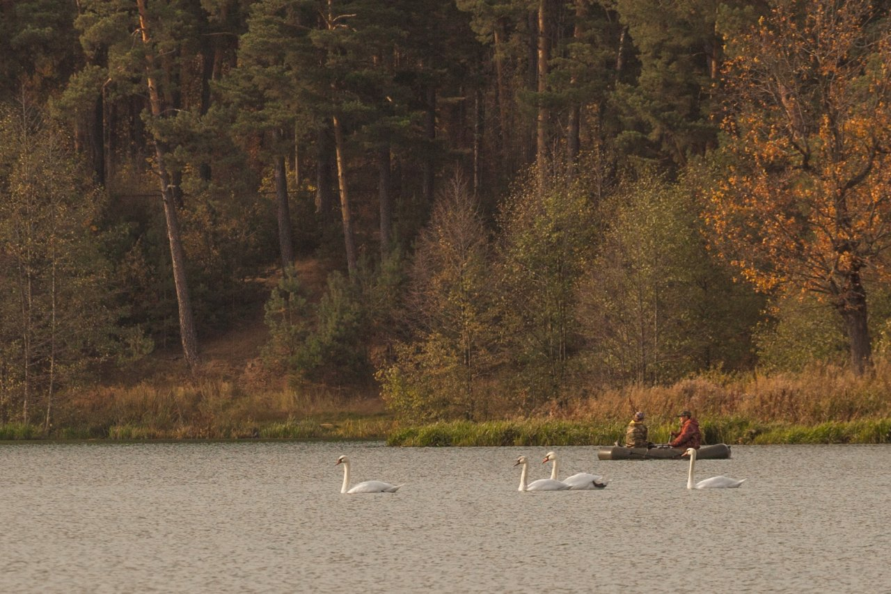 Лебеди появились на Святом озере в Дзержинске