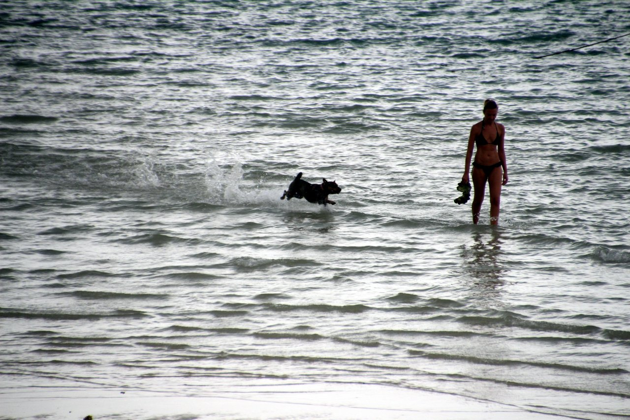 В России запретили водить собак на пляж