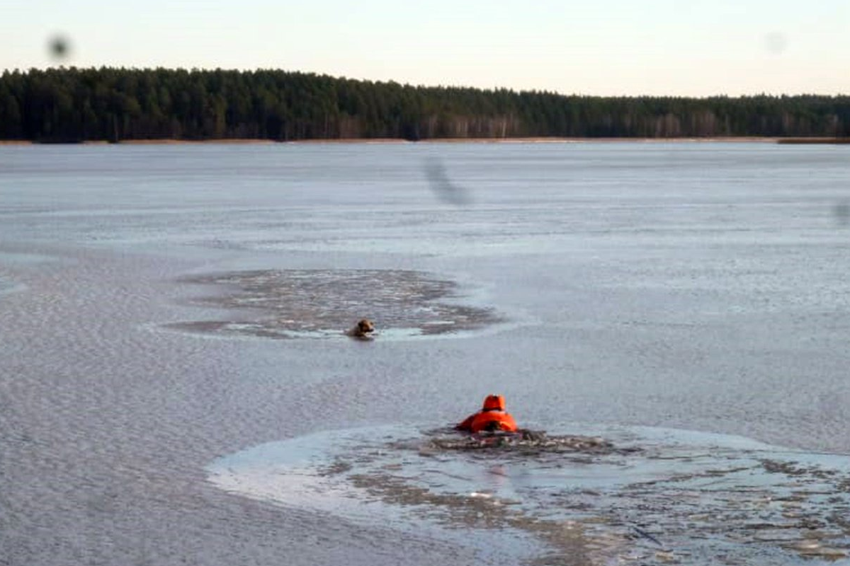 В Выксе спасатель рискнул жизнью, чтобы достать из ледяной воды щенка
