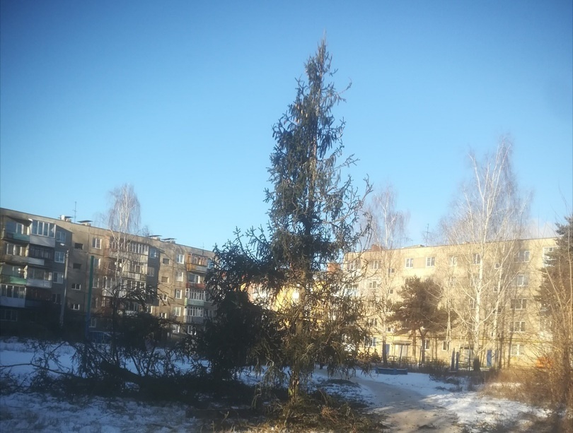Нижегородцы раскритиковали новогоднюю елку, установленную на Бору