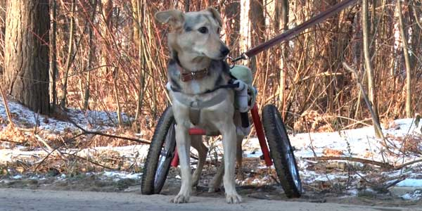 Собака, которую изуродовали живодеры, оказалась в инвалидной коляске