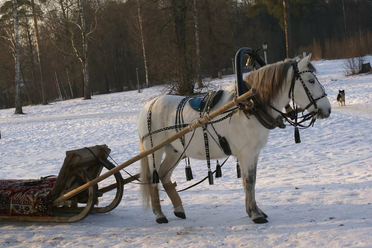 Дзержинские студенты смогут бесплатно покататься на лошадях в выходные