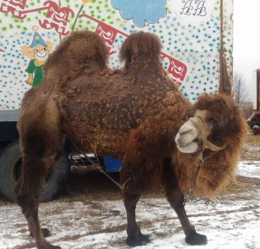 Нижегородка спасла двух верблюдов из подвижного цирка