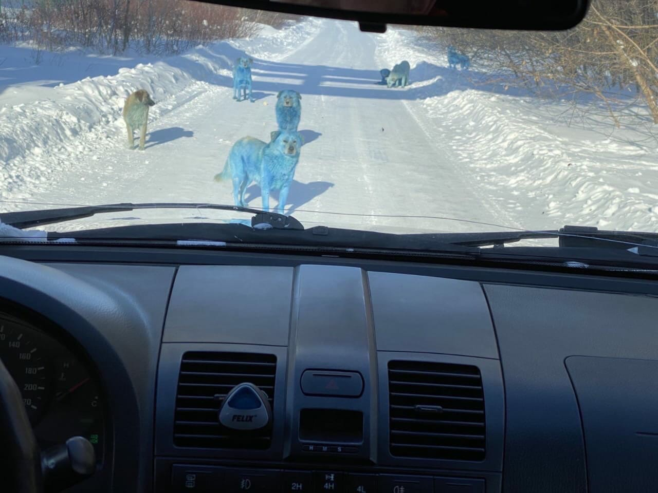 Свору собак синего цвета заметили в Нижегородской области