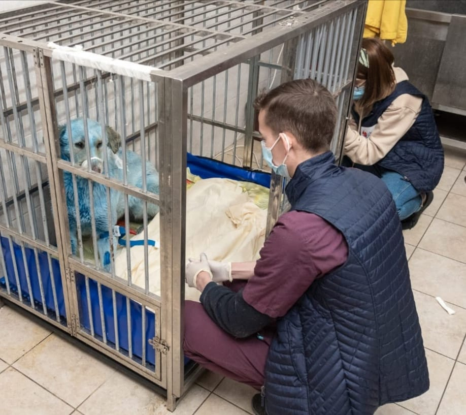 Специалисты  выяснили природу синего окраса собак в Дзержинске