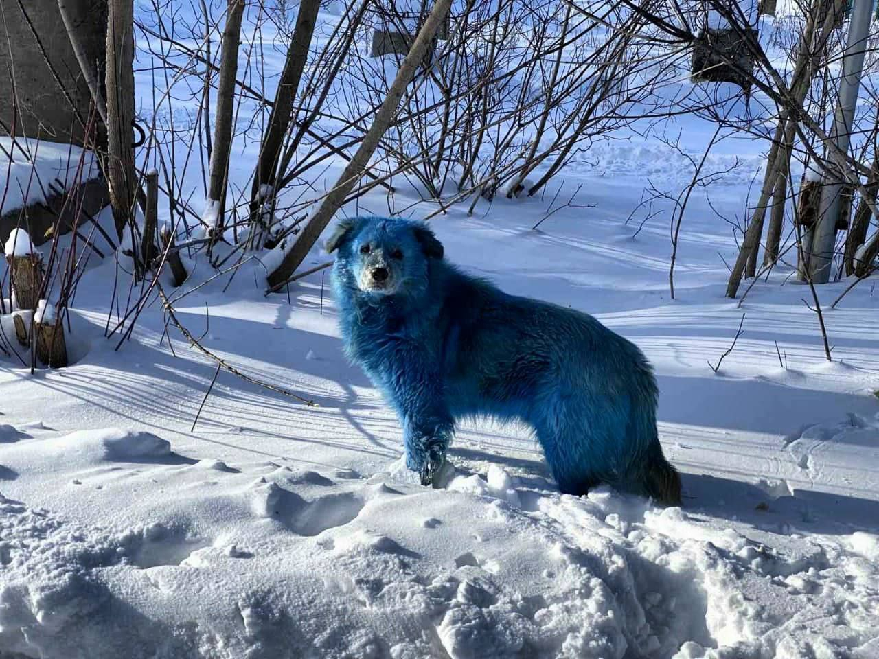 Синяя собака из Дзержинска может переехать в США