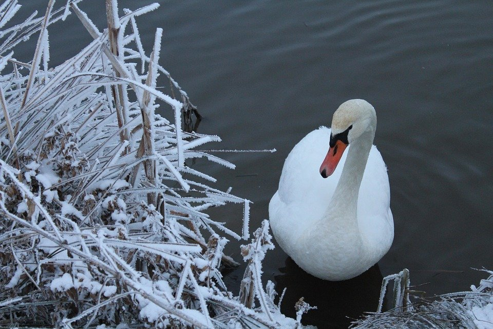 Лебедя, вмерзшего в лед озера, освободили спасатели в Нижегородской области