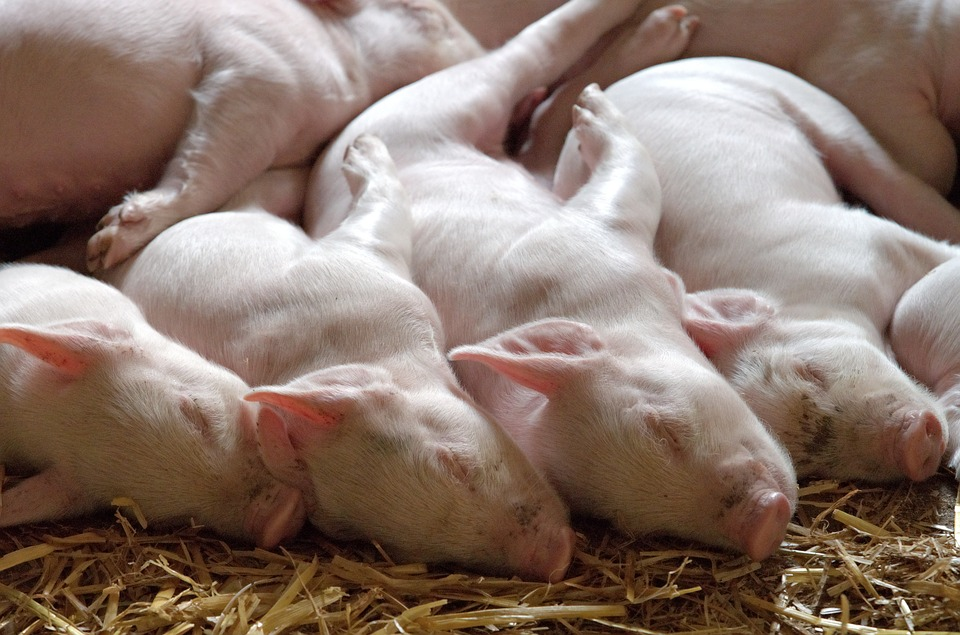 Очаг африканской чумы свиней зарегистрирован в Нижегородской области