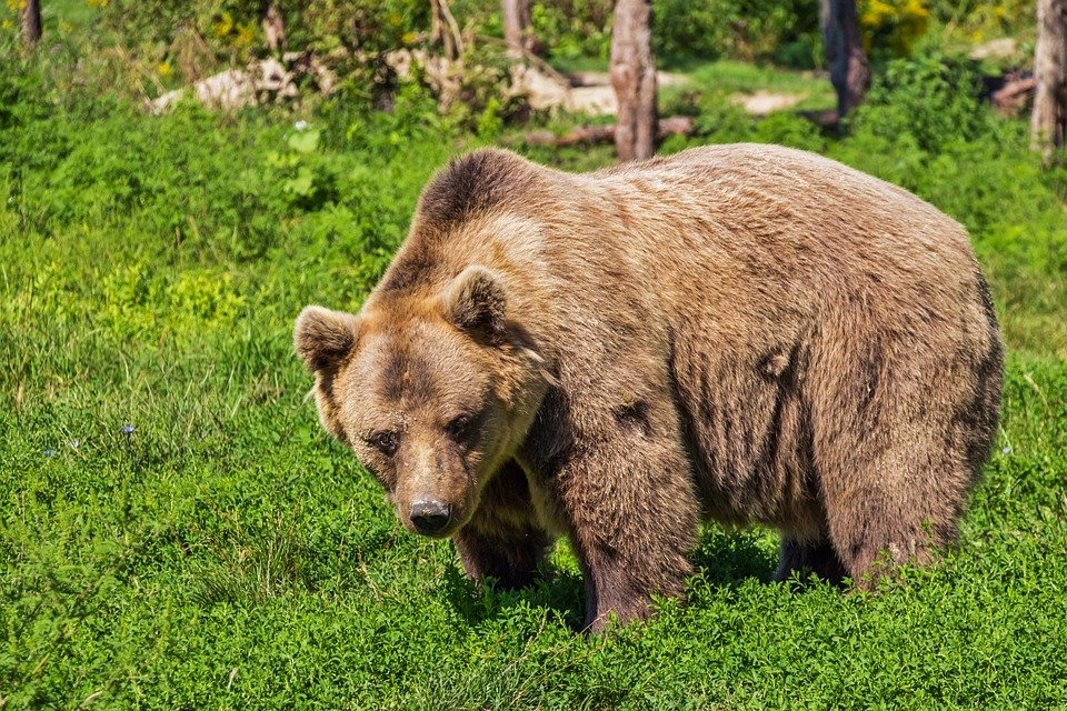В Нижегородской области открывается сезон охоты на медведя